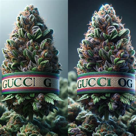 white gucci strain|Gucci og strain review.